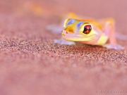 _1582093_Palmato-Gecko