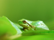 Europaeischer Laubfrosch_Hyla arborea