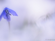 _0003068_Blaustern