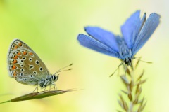 Insekten und Spinnen