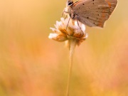 _0006408_cnx_Kleiner Feuerfalter_Lycaena phlaeas