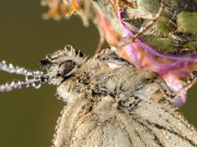 113_3722_Tautropfen auf Shcachbrettfalter_Melanargia galathea