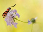 117_9484_Bergkronenwidderchen_Zygaena fausta