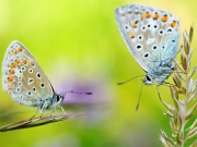 121_0728_Himmelblauer_Blaeuling_Polyommatus bellargus