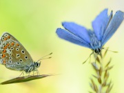 121_0847_Himmelblauer_Blaeuling_Polyommatus bellargus