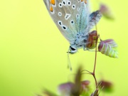 121_1036_Himmelblauer_Blaeuling_Polyommatus bellargus