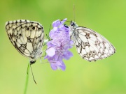 _1252168_Schachbrettfalter_Melanargia galathea