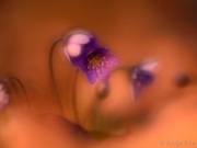 _0001958_1956_1957_Leberbluemchen_Hepatica nobilis