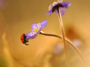 115_5729_Leberbluemchen_Hepatica nobilis