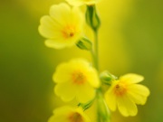 116_4339_Wiesen-Schluesselblume_Primula veris