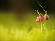 116_5384_Schachbrettblume_Fritillaria meleagris