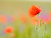 117_3648_Klatschmohn_Papaver rhoeas