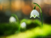 123_7054_Maerzenbecher_Leucojum vernum