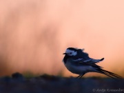 _0005613_1_cnx_Bachstelze_Motacilla alba