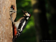 111_8099_Buntspecht_Picoides major