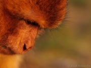 119_2188-Berberaffenportraet_Macaca sylvanus