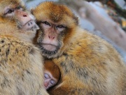 119_5147-Berberaffen Familie_Macaca sylvanus