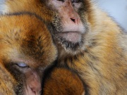 119_5224-Berberaffen Familie_Macaca sylvanus